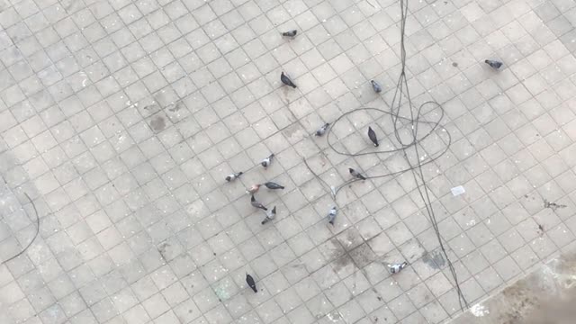 Pigeons walk and eat food on the floor