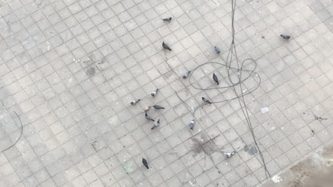 Pigeons walk and eat food on the floor