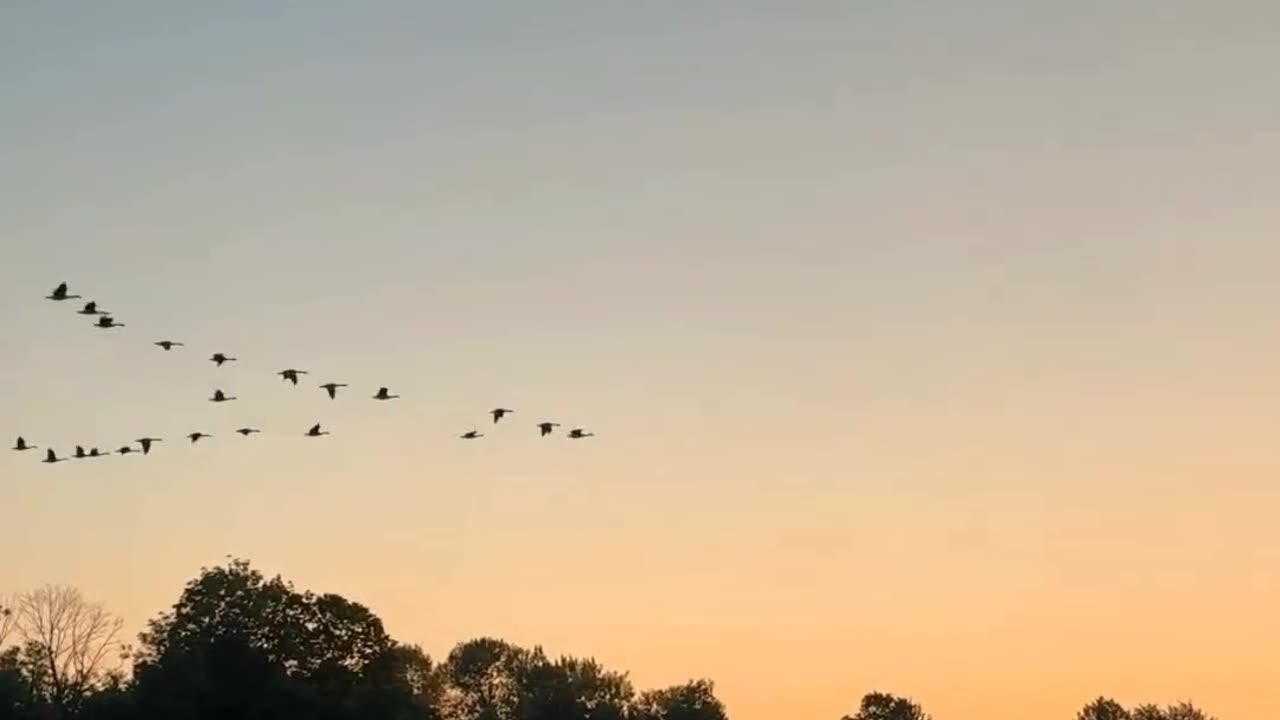 Gg