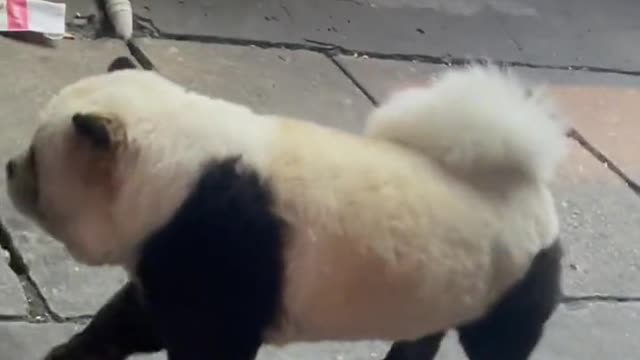 God, I found a panda dog