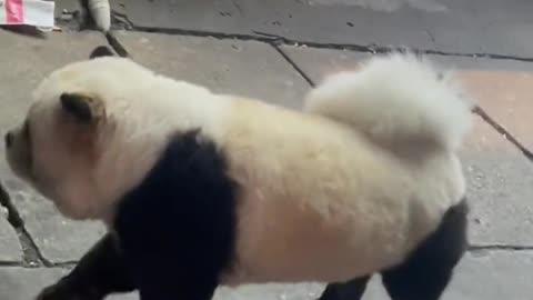 God, I found a panda dog