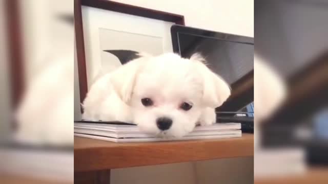 Maltese with sadness and tears in his eyes