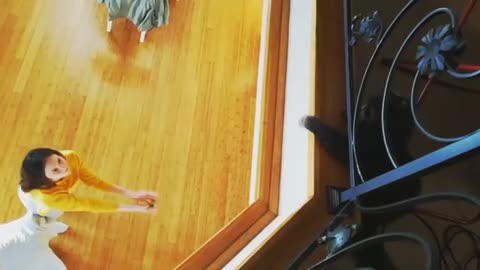 Watch This Cat Play Indoor Volleyball With A Human