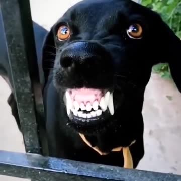 #short video #funny dog video #status video