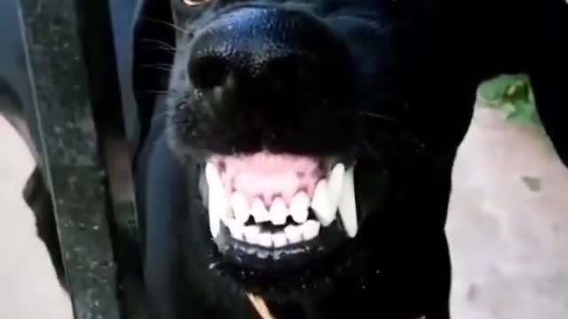 #short video #funny dog video #status video