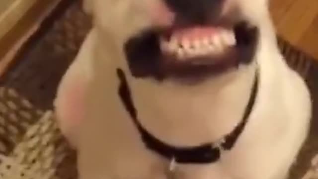 Cute Smiling Dog 🐶 Funny Animal Videos 2021 😂