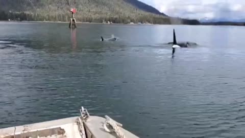 Come on a little ride with me and the Orca's