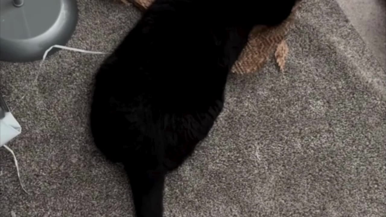 Cute Precious Piper Plays with the Packing Material - Adopting a Cat from a Shelter Vlog #shorts