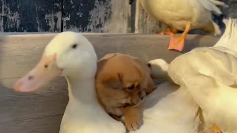 Blend in with the ducks