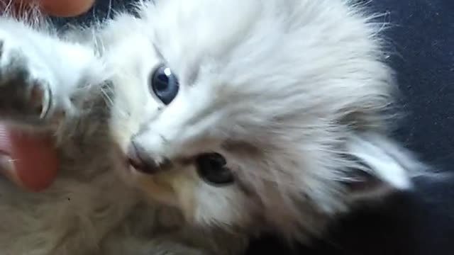 What a cute kitten! Look at that - Funny Cats