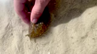 Man Saves Sea Hare