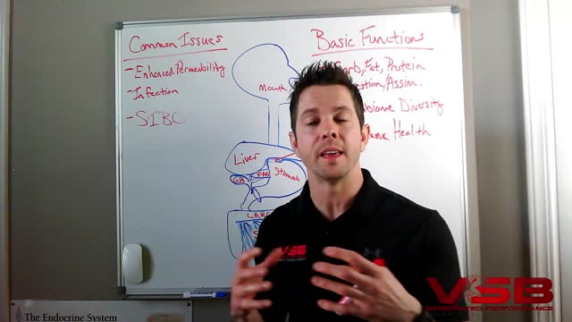 Health Bite_Digestion Basics 3 of 3_What happens in the small intestine?