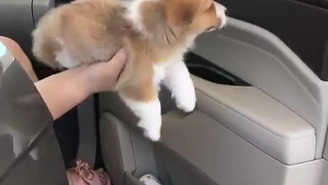 A dog who wants to get out to play.
