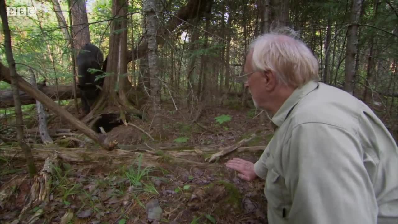 Black Bear Cub Dies Mysteriously | BBC Earth
