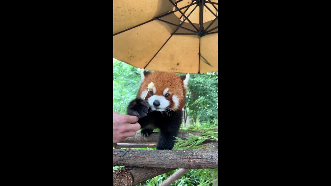 little panda eating