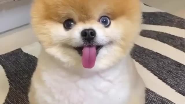 cute dog , cute dogs ,dog videos funny dog videos #shorts #cutedogs #cutedog (16)