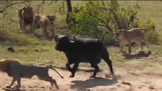 Wild Buffalo against pride of lions