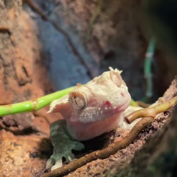 Freddie cleaning his eyes with his tongue after a light mist💚