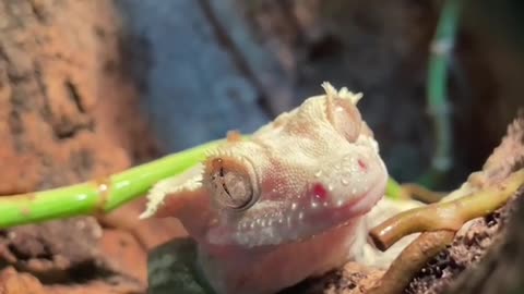 Freddie cleaning his eyes with his tongue after a light mist💚