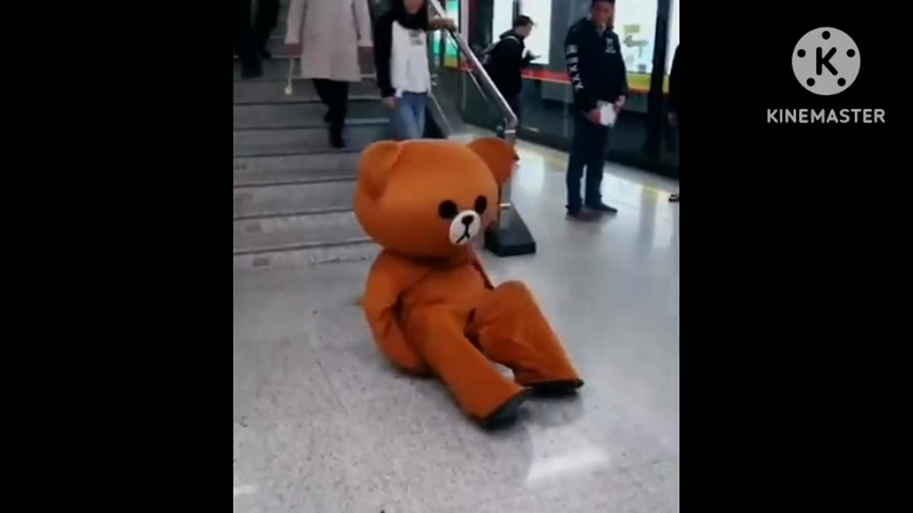 Brown Bear funny videos