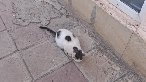 The little cat is hungry. Cute Cat Breakfast