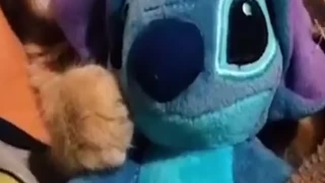 [HeeX_TV] Funny Animals 53