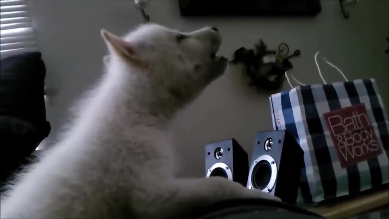 Baby Wolf Pups Howling - CUTEST Compilation