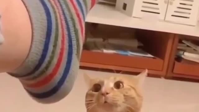 Cat Attack For Human Amazing video