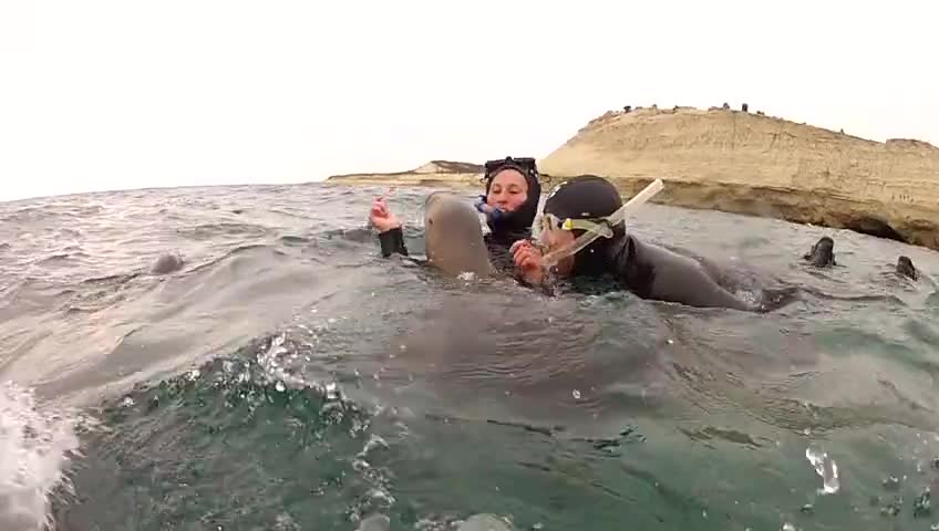 Lucky Snorkelers Are Joined By A Playful Sea Lion Pup