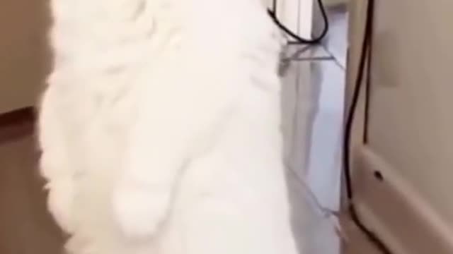 Funny And Cute Cats Viral Videos | SUPER CATS