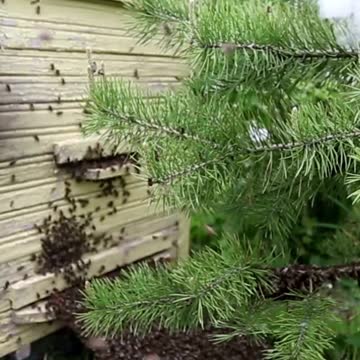 The Most Fascinating Facts About Honey #shorts