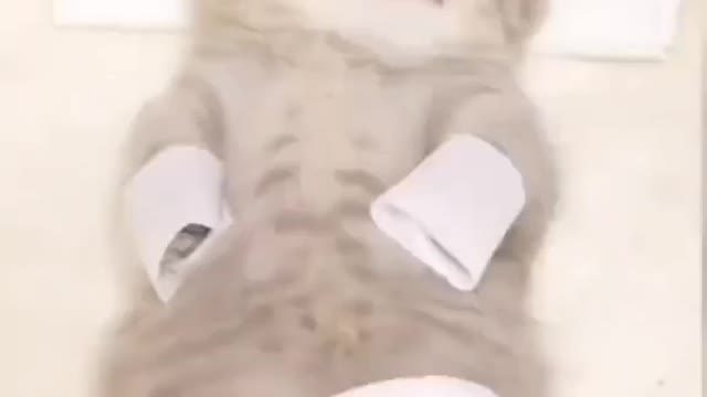 Kitty Massage Cat cute