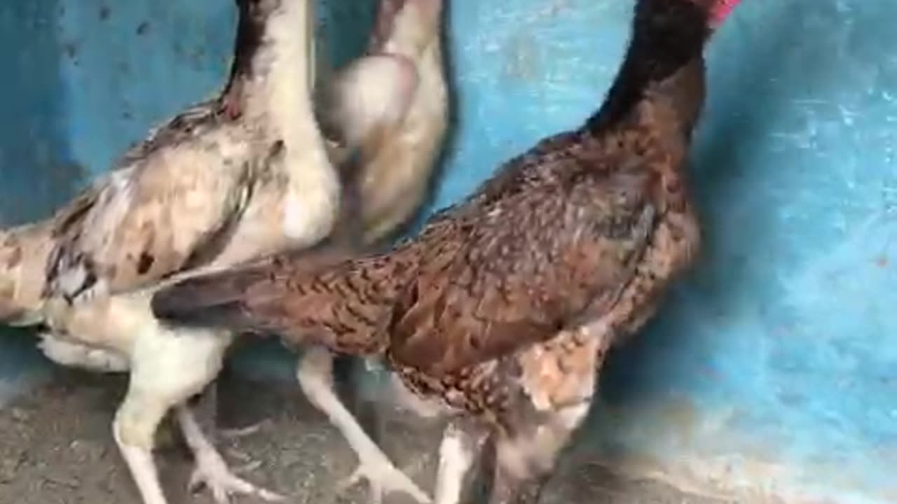Hensa Video