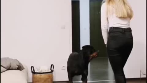 Super Funny Dog