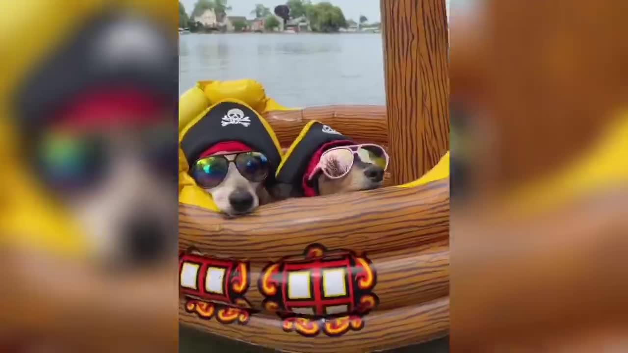 Here comes the Pirate Caribbean dog.