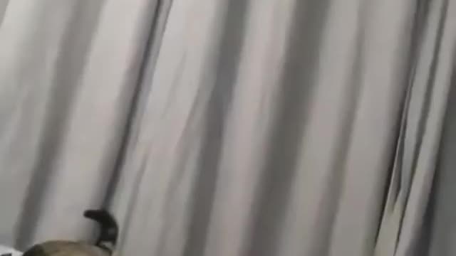 Cat and Dog Reunited After Cat Missing 8 Days