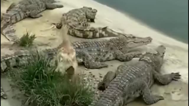 Just escaping from crocodile | funny video of duck escaped from crocodile group