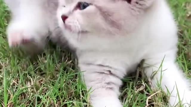 Cutest Cats Ever! Cute Funny Playful Beautiful Kitty Cats (Part 18) | #shorts #cats