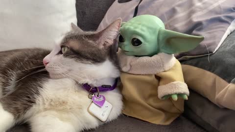 Curious Cat Meet Baby Yoda For The First Time