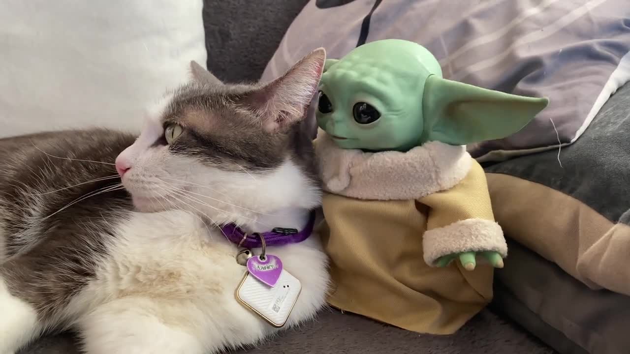 Curious Cat Meet Baby Yoda For The First Time