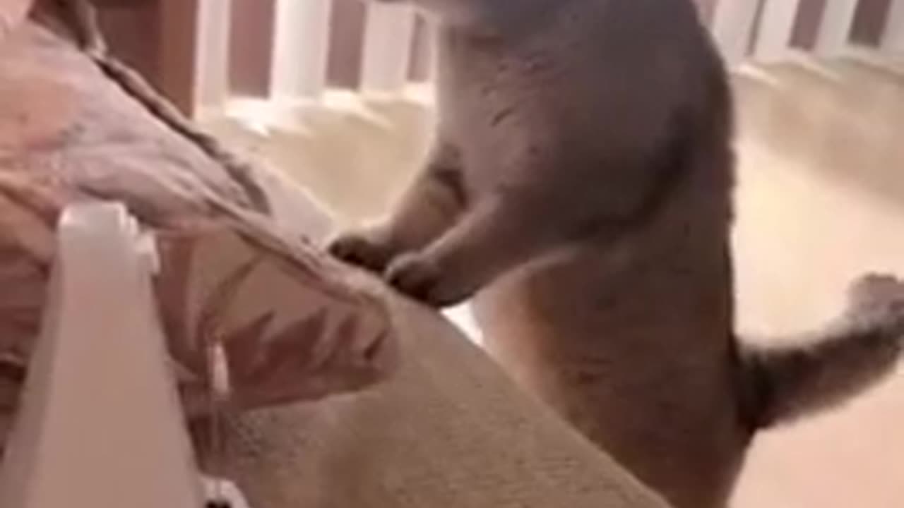 funny animal video