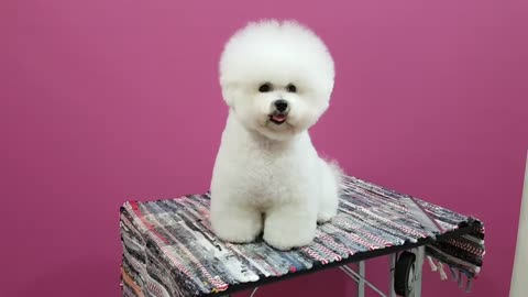 Worlds Fluffiest Dog