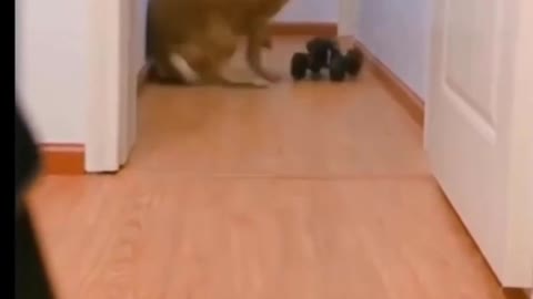 Dog and cat play with baby toys