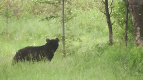 Bear vs Skunk