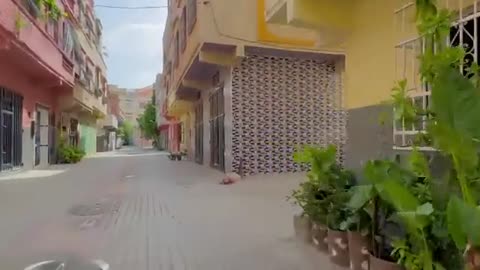 Trying to save a cat with an almost amputated leg