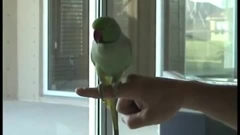 Amazing Bird Tricks