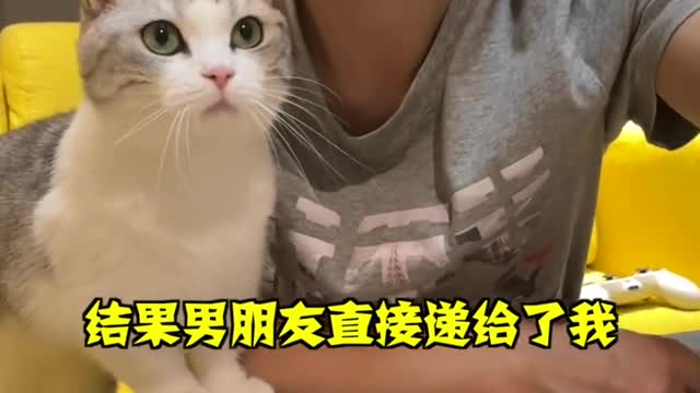 Play with kittens