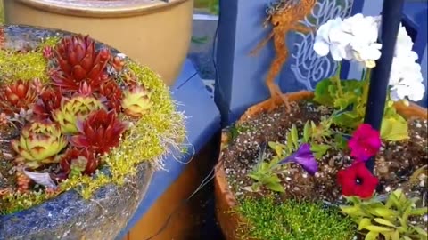 Mataji's (Momma Moon's) Inner Garden reflected Outwards (Yamsox Live Special Guest June 15th, 2024)