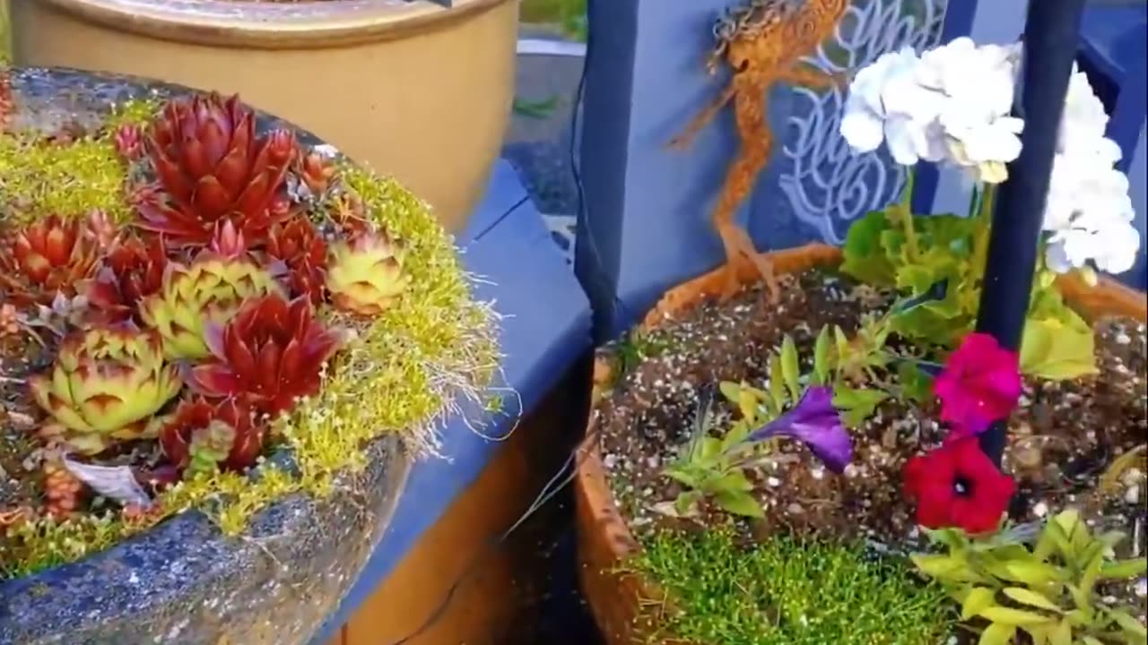 Mataji's (Momma Moon's) Inner Garden reflected Outwards (Yamsox Live Special Guest June 15th, 2024)