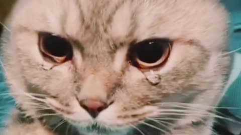 kitten